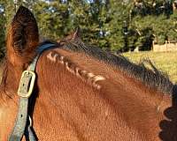 trick-mustang-pony