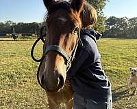 right-hind-stripped-hoof