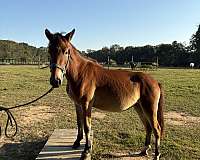 training-project-pony