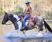 all-around-paint-horse