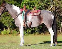 blue-roan-weste-horse