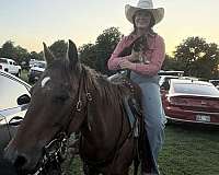 pole-appaloosa-pony