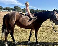 heading-appaloosa-pony