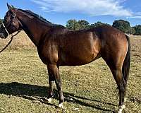 hazing-appaloosa-pony