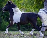 smokey-black-miniature