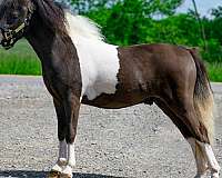 amha-miniature-pinto-horse