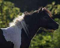 homozygous-black-miniature-pinto-horse
