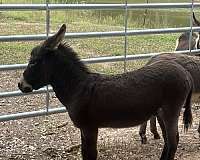 donkey-for-sale
