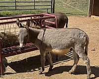 donkey-stallion