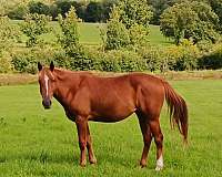 sorrel-gelding-for-sale