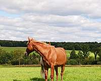 14-hand-quarter-horse-gelding