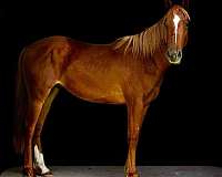 sorrel-quarter-horse-gelding