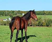 project-youth-mustang-paint-horse