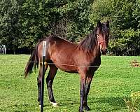 black-mustang-paint-filly