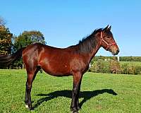 black-mustang-paint-gelding