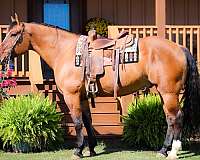 all-around-percheron-horse