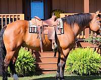 athletic-percheron-horse