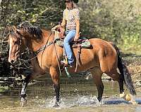 beginner-percheron-horse