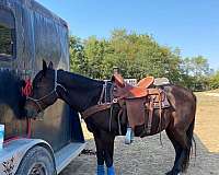 left-rear-ermine-spots-horse