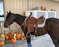 bay-left-rear-ermine-spots-horse