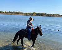 all-around-quarter-horse