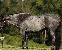 all-around-quarter-horse