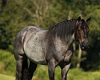 beginner-quarter-horse