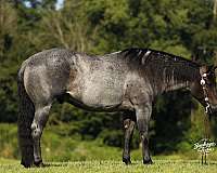 athletic-quarter-horse