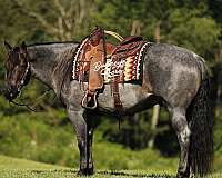companion-quarter-horse