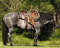 finished-quarter-horse