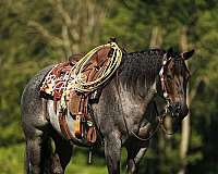 flashy-quarter-horse