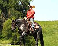 husband-safe-quarter-horse