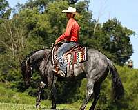 jumping-quarter-horse