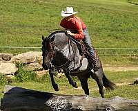 kid-safe-quarter-horse