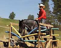 mounted-patrol-quarter-horse