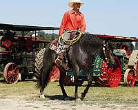 parade-quarter-horse