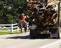 ranch-quarter-horse