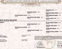 ridden-english-quarter-horse