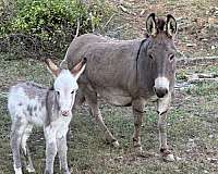 tobiano-all-around-donkey