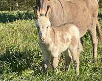 tobiano-beginner-donkey