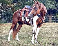sorrel-tobiano-beginner-parade-horse