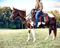 beginner-parade-mare