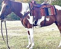 beginner-parade-horse