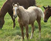 athletic-quarter-horse