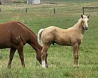 barrel-quarter-horse