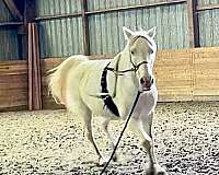 pony-for-sale