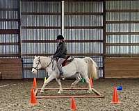 pony-mare