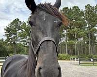 forward-percheron-horse