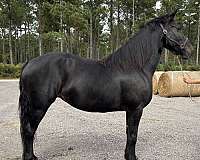 fox-percheron-horse