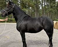 great-minded-percheron-horse